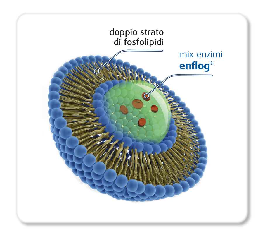 struttura del liposoma che racchiude il mix di enzimi enflog
